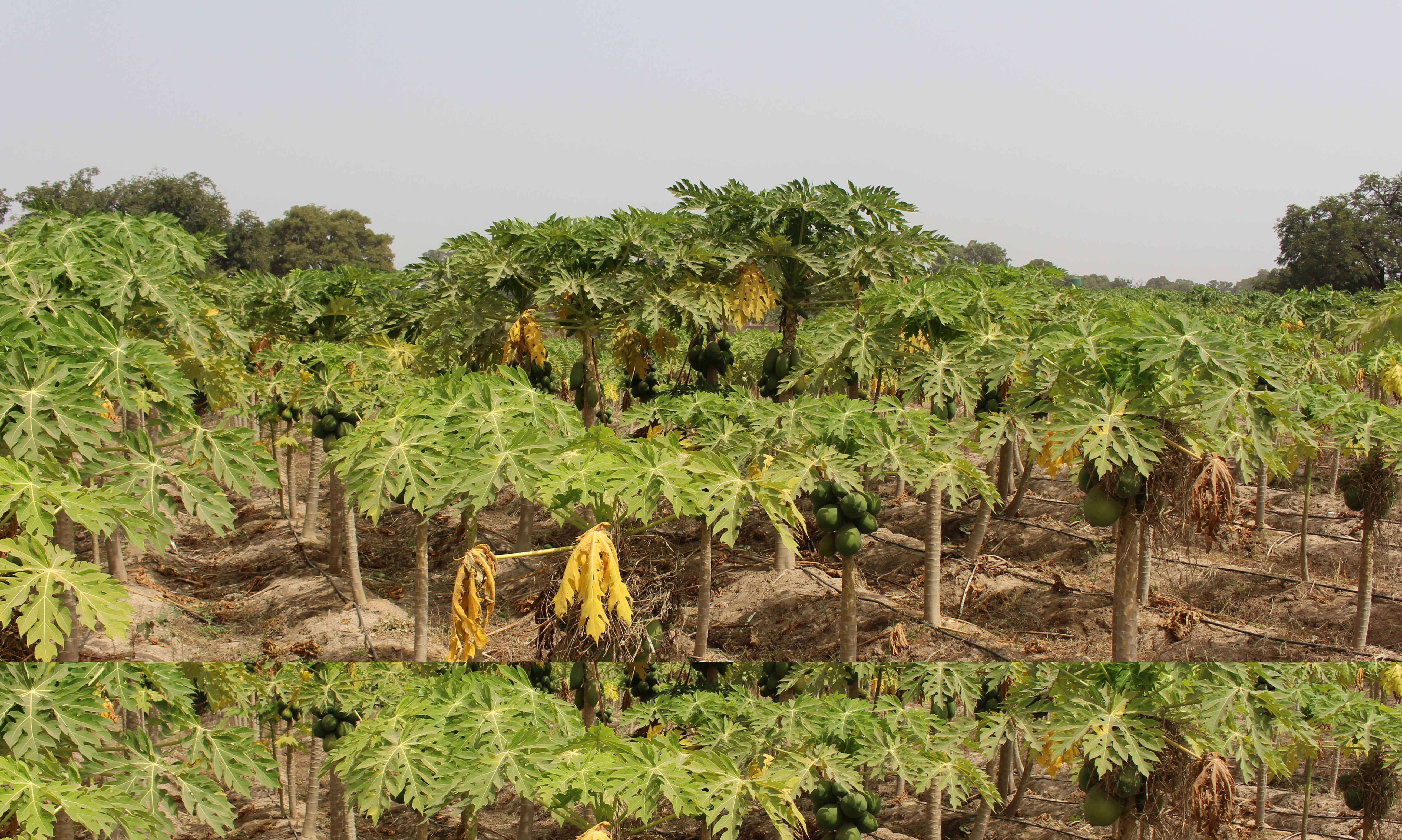 Système d'irrigation pour une culture de papaye 